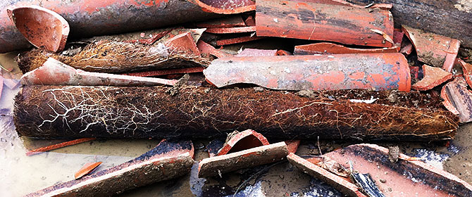 major drain root infestation